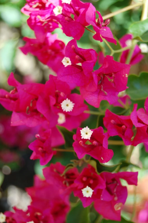 a bush of pink flowers with white centers