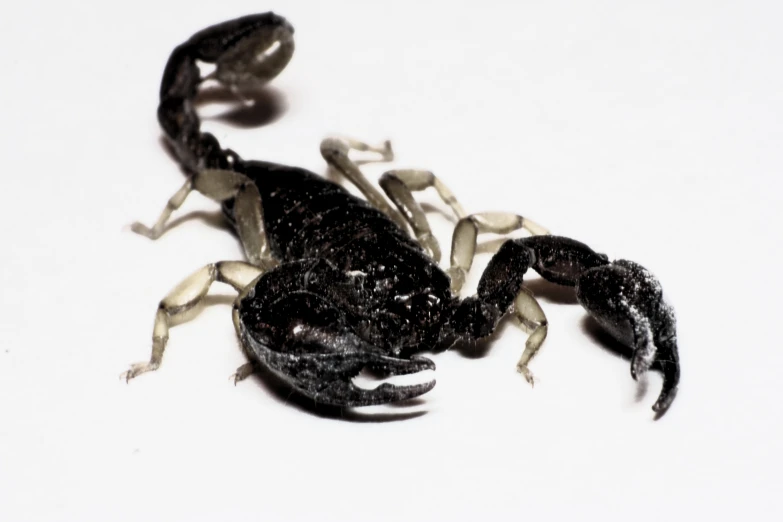 a close up view of a black crab