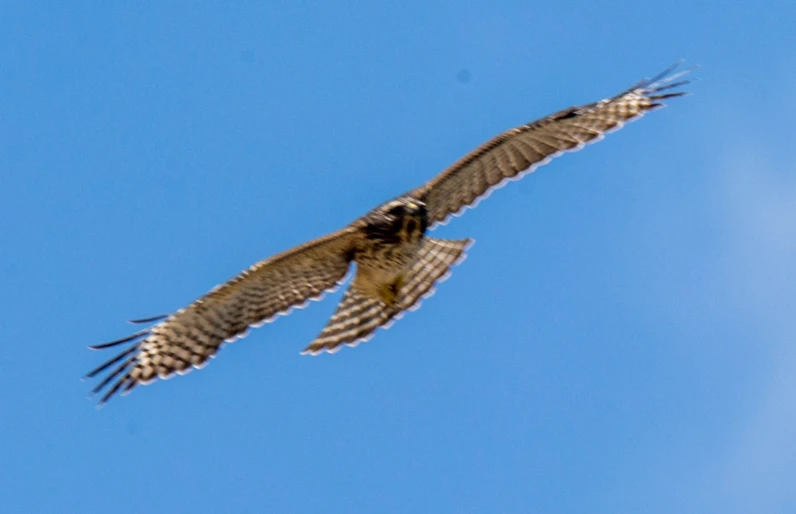 a large bird flying through a blue sky