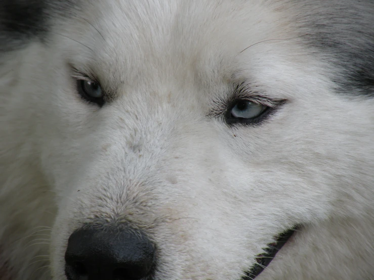 closeup of an arctic husky dog face with blue eyes