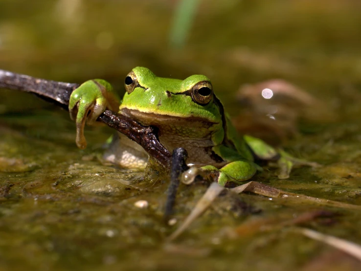 the small frog sits on a thin nch