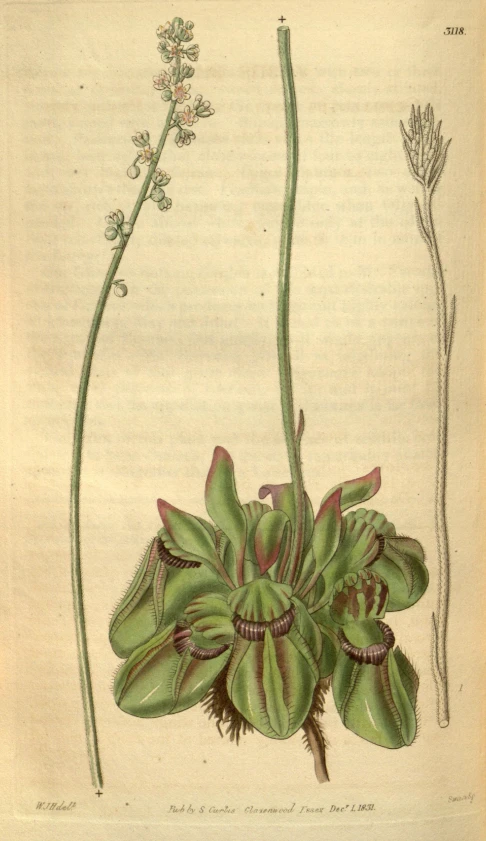 a plate of plants and flowers of different types