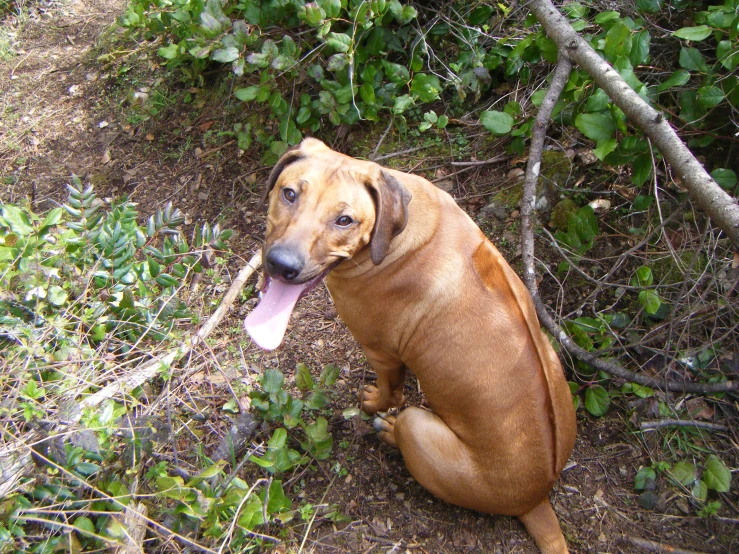 a dog sitting down by a tree with its tongue sticking out