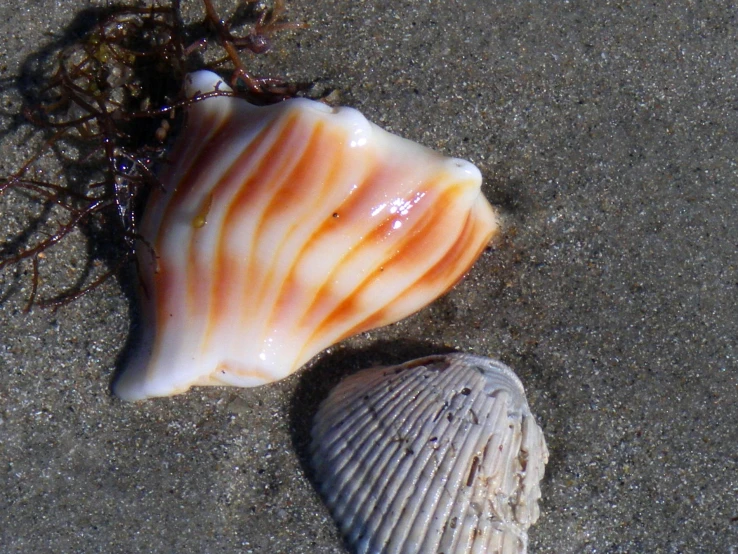 a shell sitting on the sand next to the water