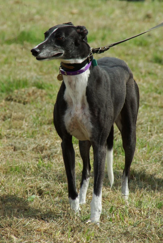 black and white dog in grassy field with leash