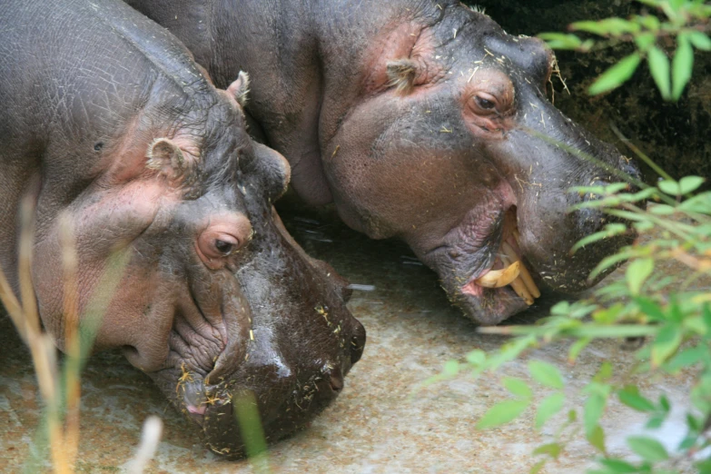 two hippos are in some water with it's mouth open