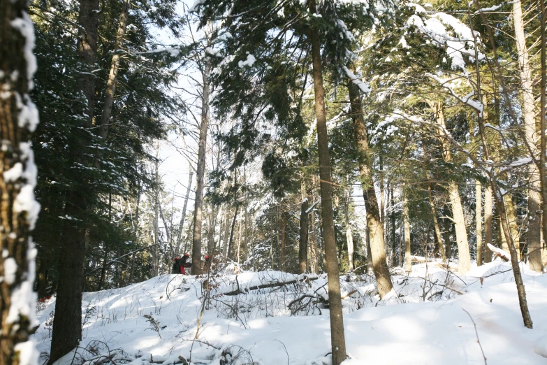 a snowy wooded area has trees on the side