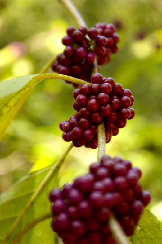 berries hanging from the vine with bright green leaves in background