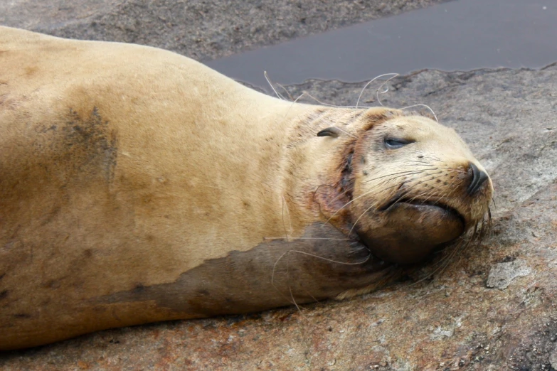 a seal is shown resting on the rock