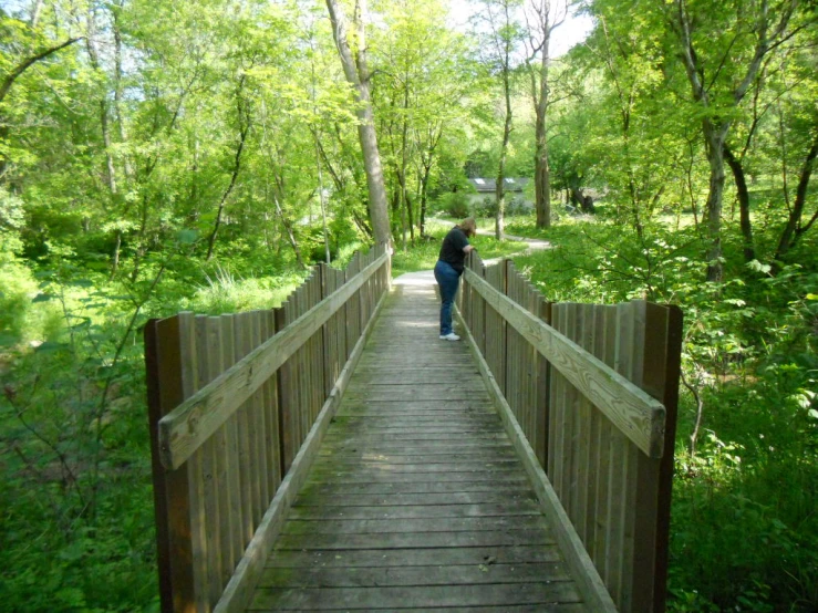 a wooden walkway over green plants and trees