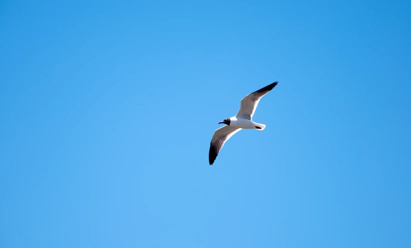 a lone seagull flying through a blue sky