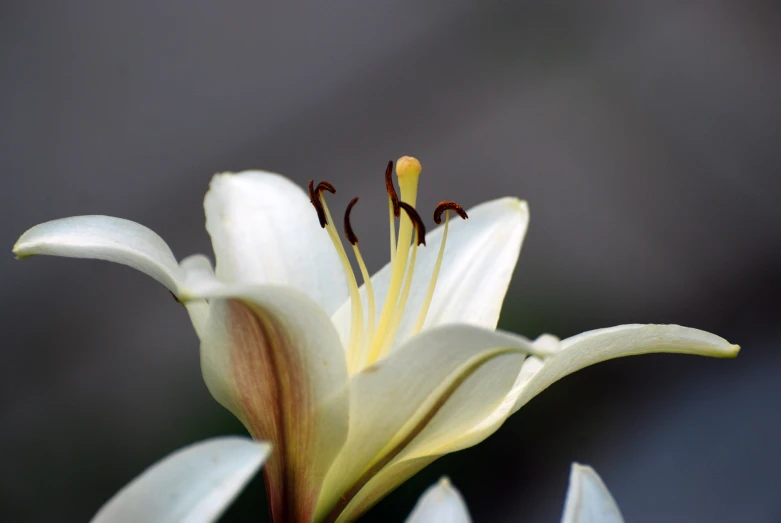 the white flower has long orange stamens