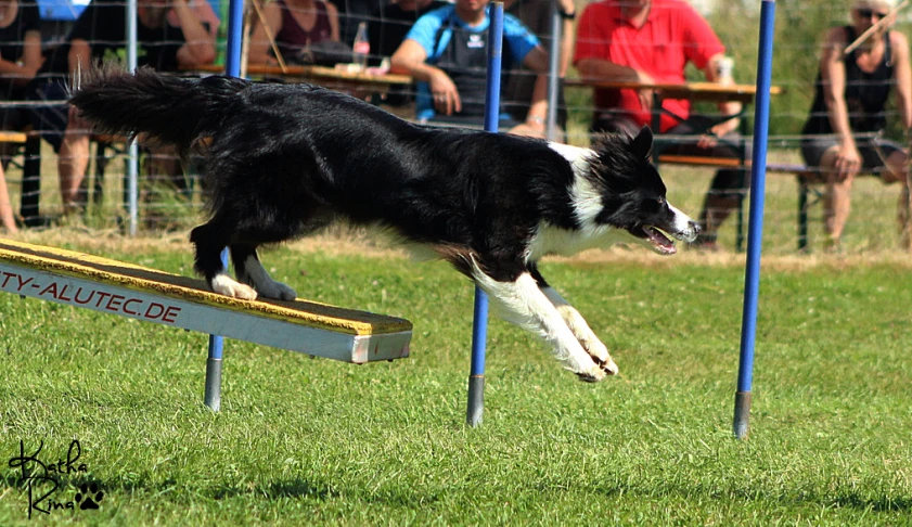a black and white dog jumping over a wooden bench