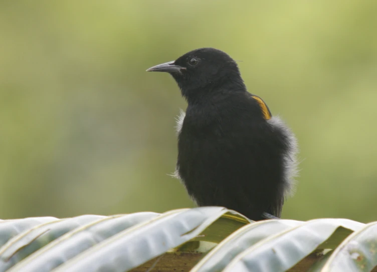 a close up of a black bird on top of a metal object