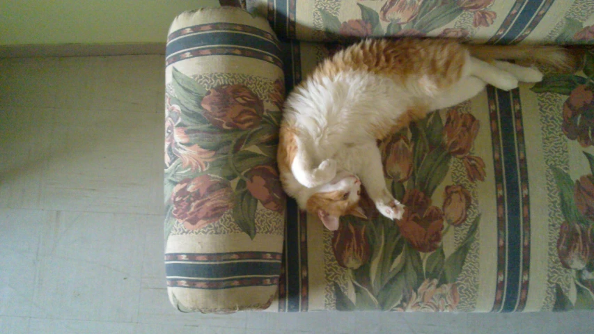 the orange and white cat is sleeping on the sofa