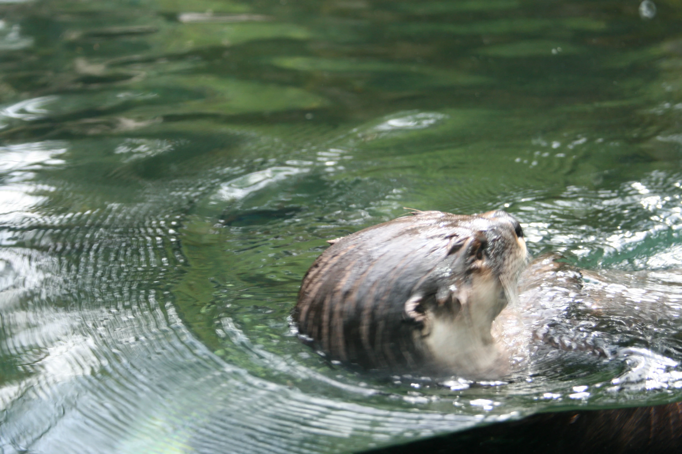 a bear swimming in the water with its head under the surface