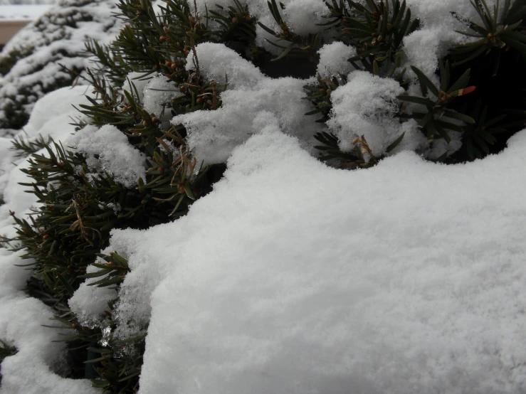 a bunch of snow on trees during the winter