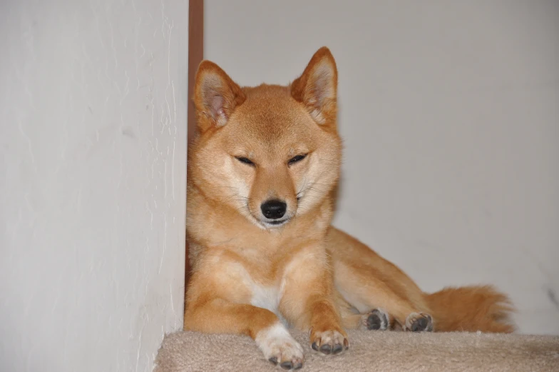 a dog is laying down and looking into a wall