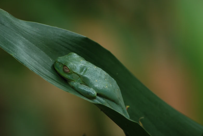 a green frog is hiding between the leaves