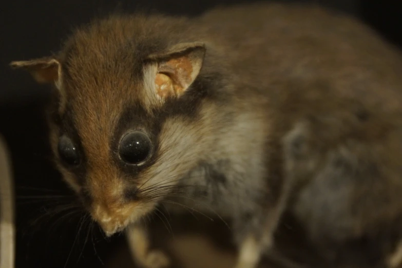 a small animal is in a black room