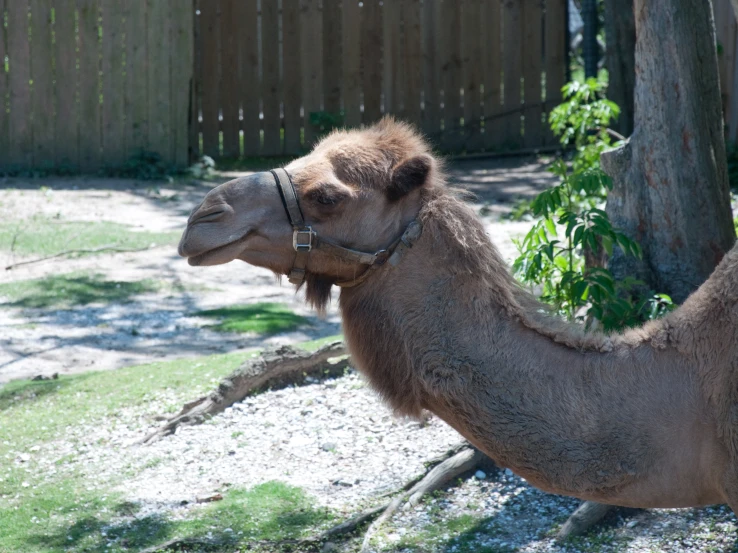 a camel stands alone in an enclosed area