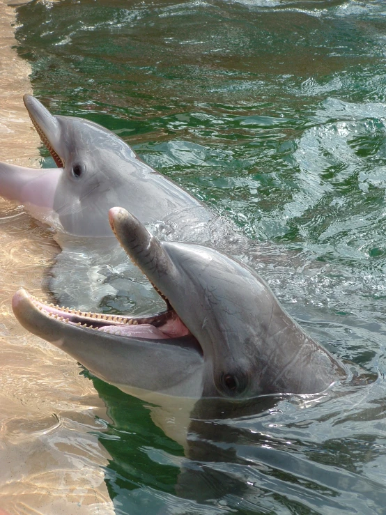 a dolphin with its mouth open swimming through water