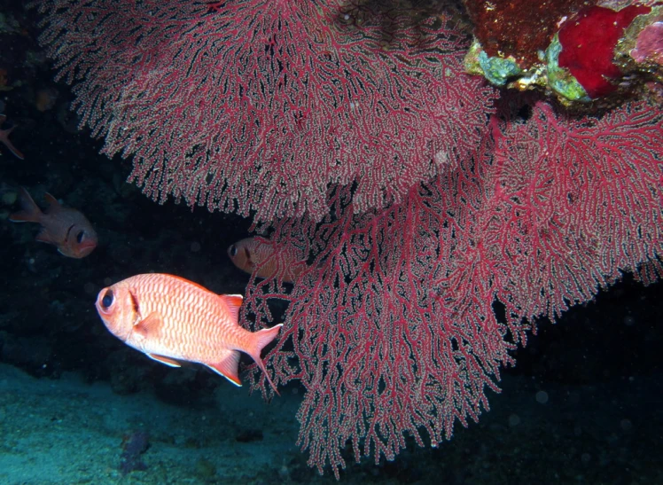 a large fish that is swimming near some coral