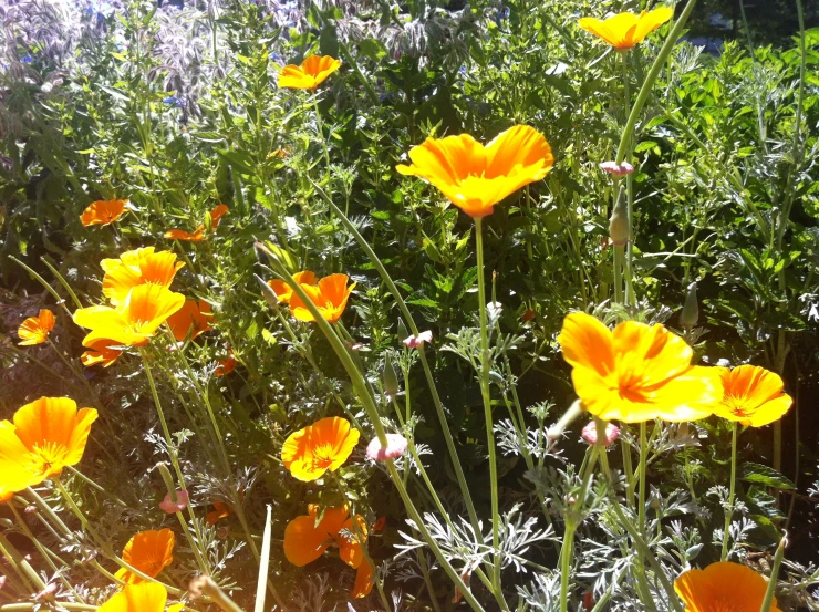 an open field of flowers with lots of plants