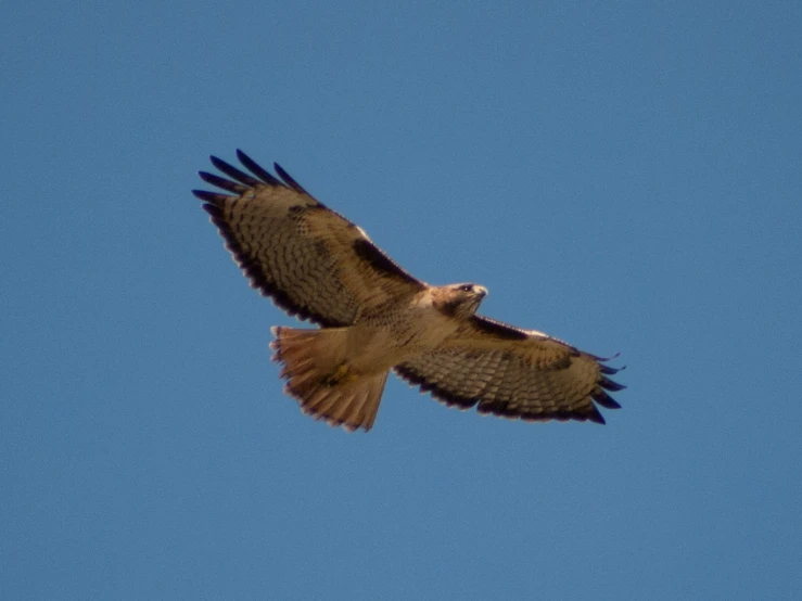 an eagle soaring through the blue sky with it's wings spread