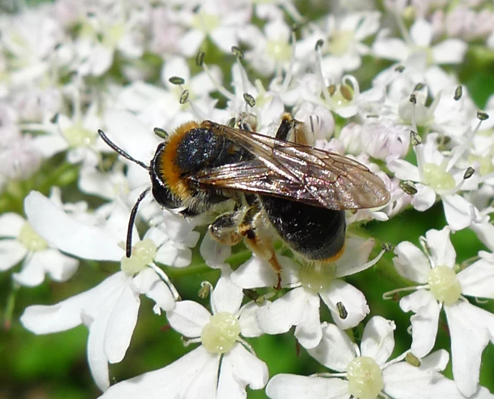 a very pretty bug on some white flowers