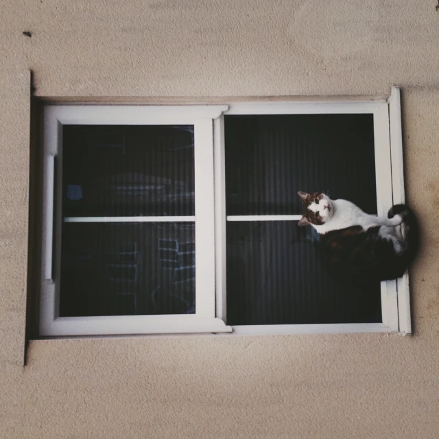 a black and white cat sitting on the windowsill