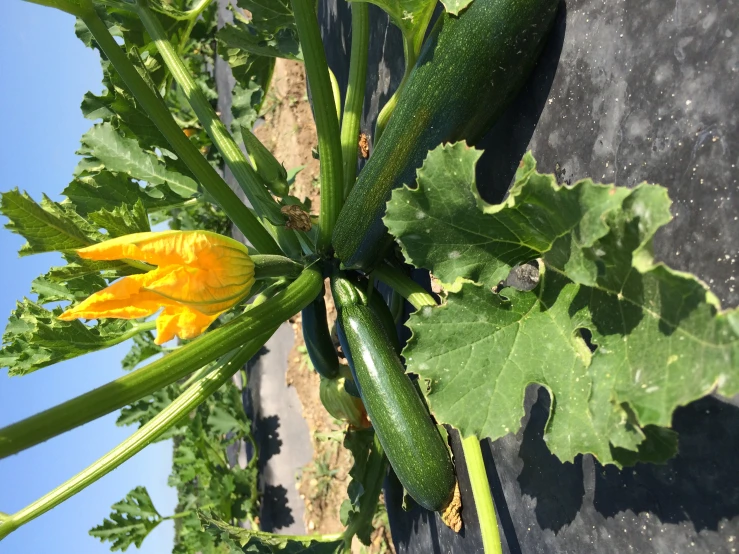 the sun is setting over a vegetable garden