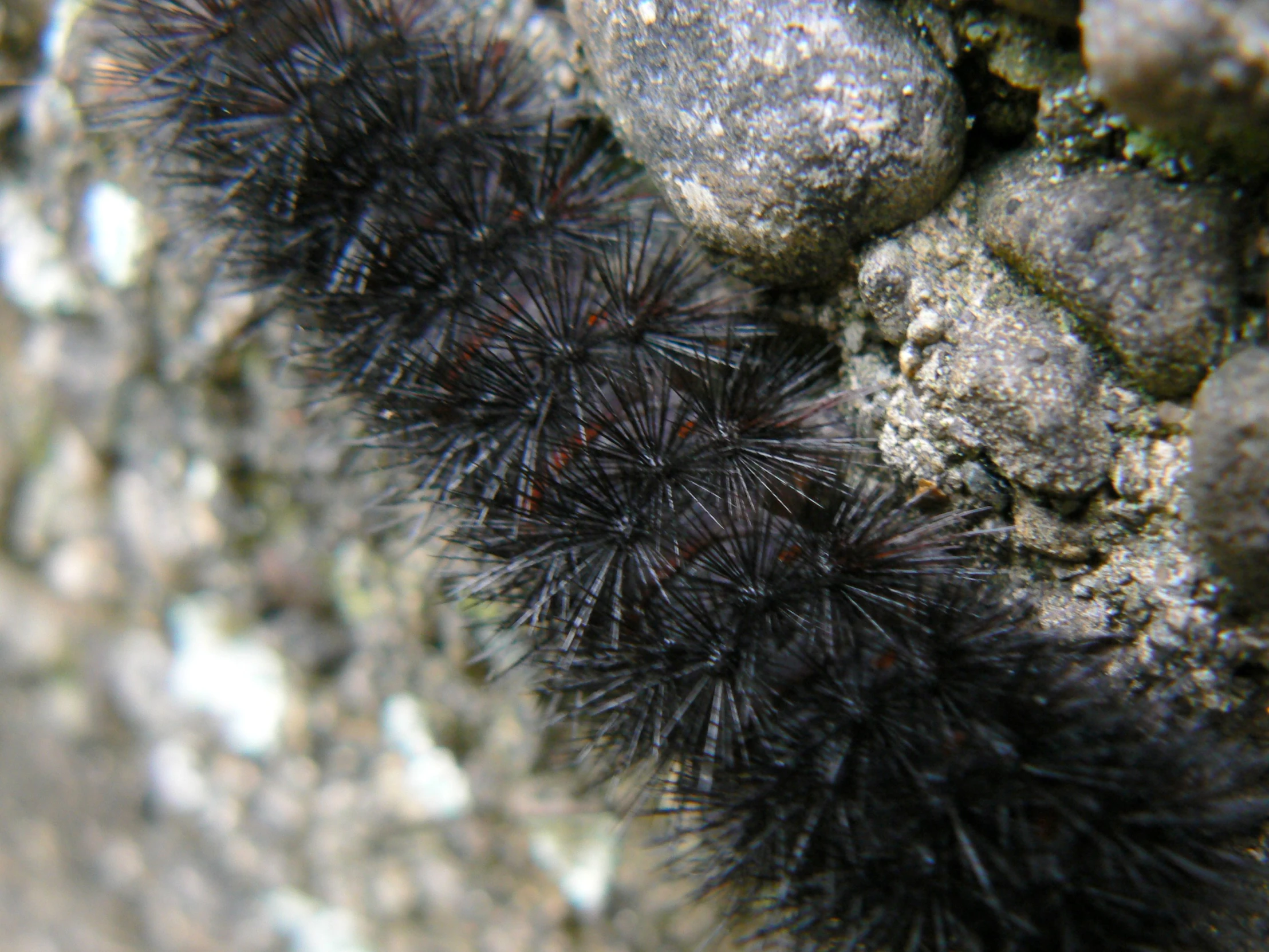 a bunch of balls of dark hair stuck in the wall