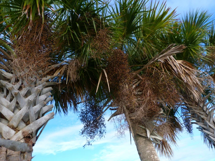 three palm trees in a row with leaves