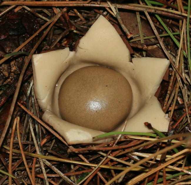a bird's egg inside the top of a nest
