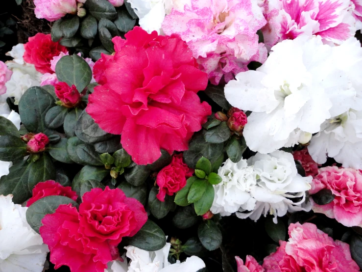 closeup of flowers on a bush outdoors