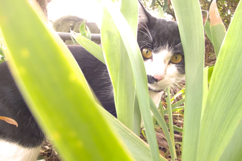 a cat peering out from behind plants