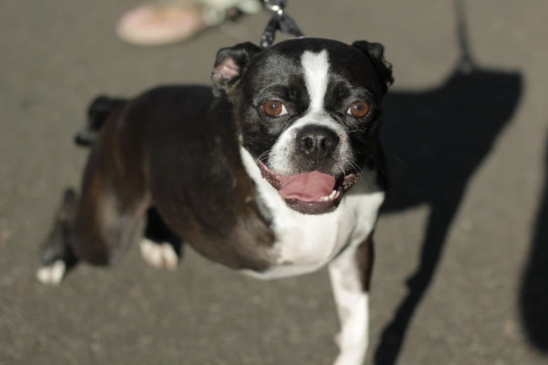 a dog with brown eyes is hanging out