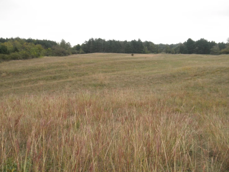 an animal in a field is facing a camera