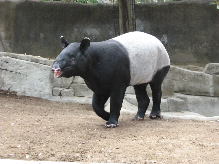 a big hippo walks around at the zoo