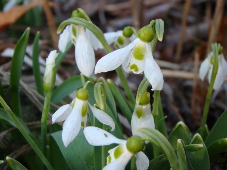 flowers that have been grown are in the ground