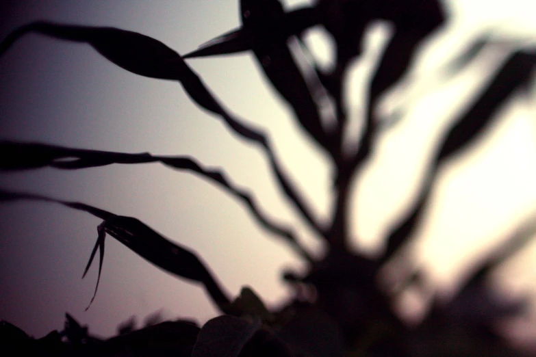 a silhouette of a plant with no leaves
