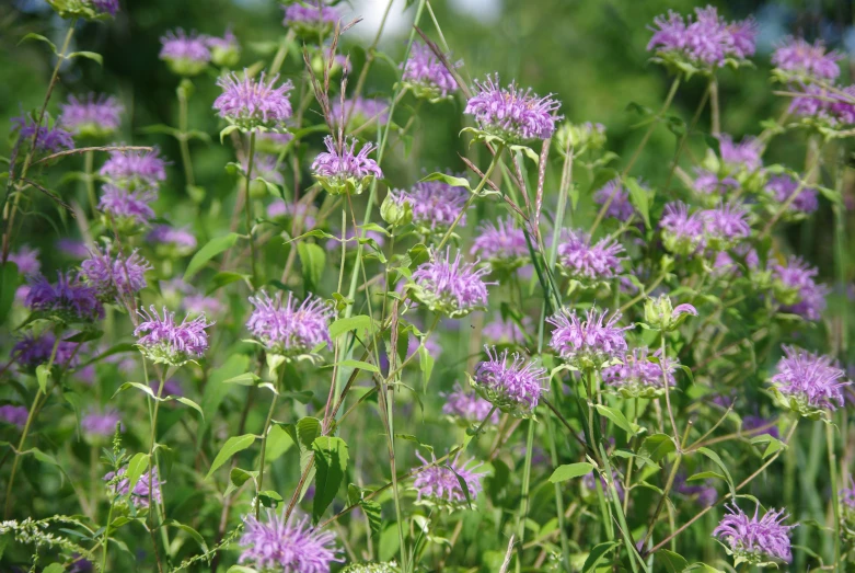 many purple flowers with leaves on top of them