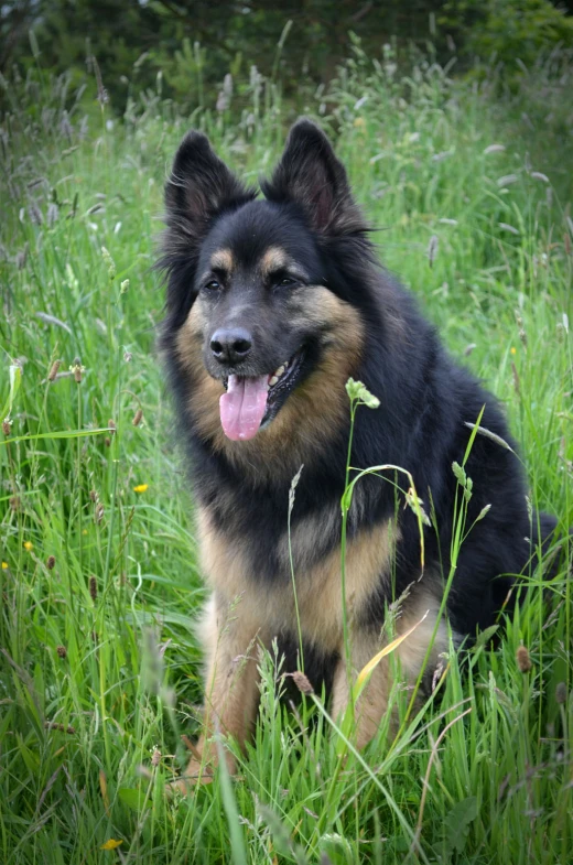 the dog is sitting down outside in the grass