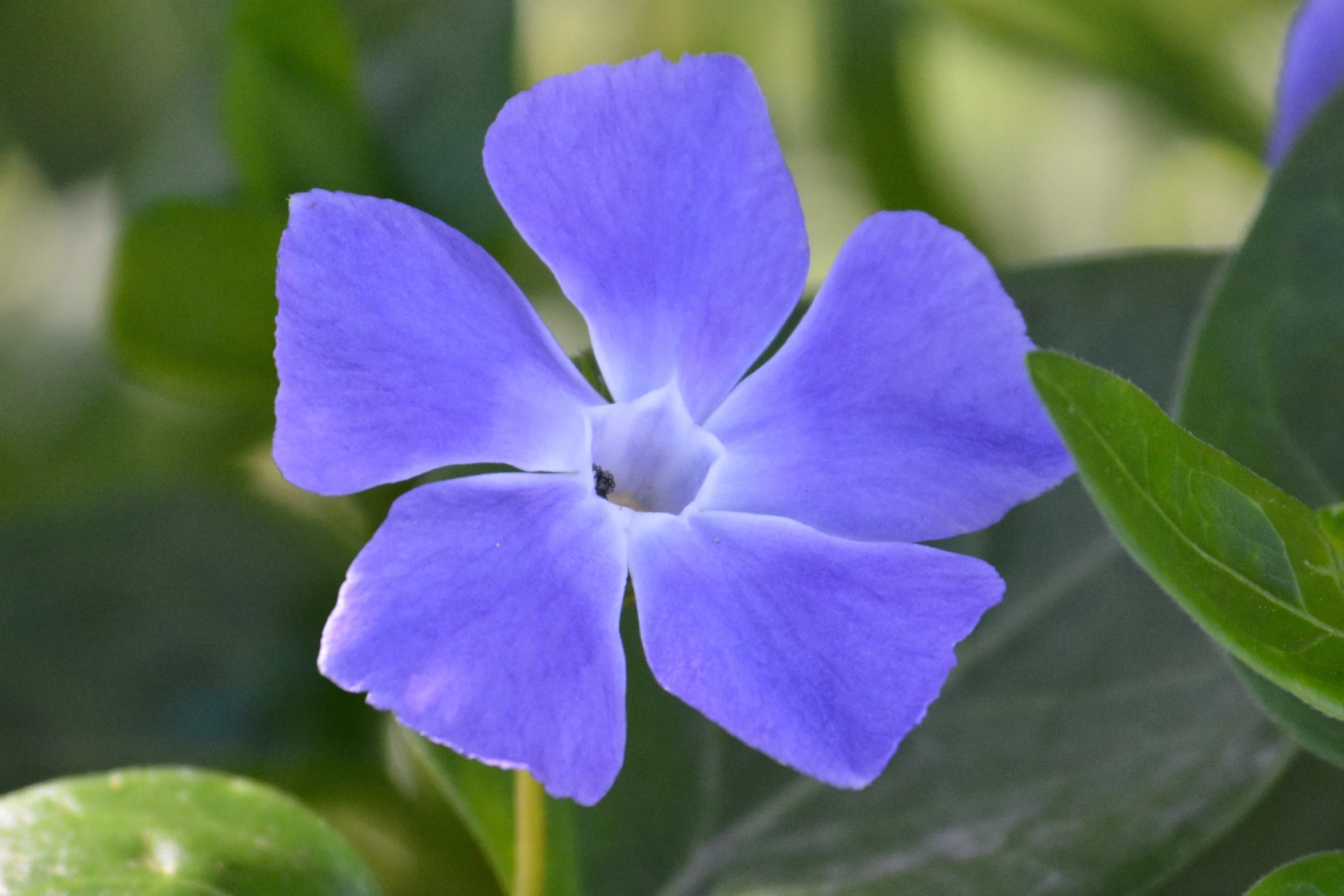 purple flowers are shown on green leaves