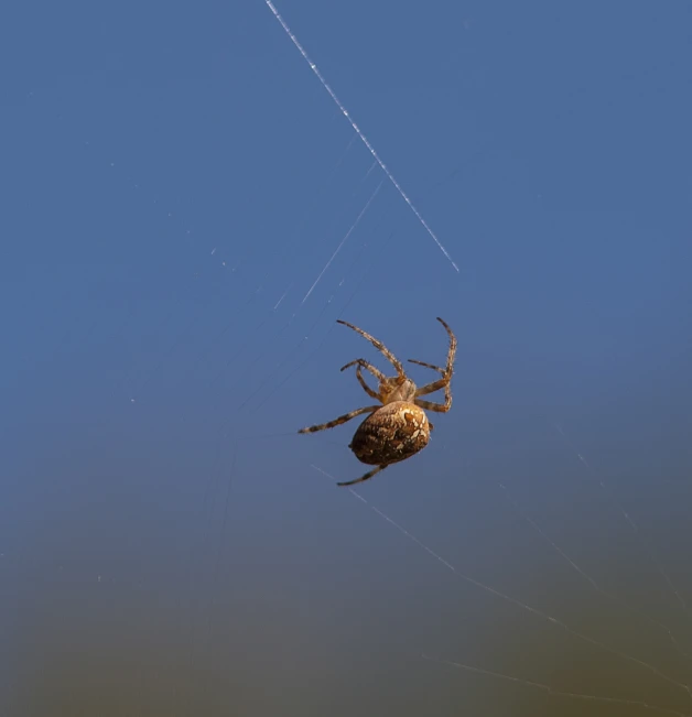 the spider is trying to pull off a huge string