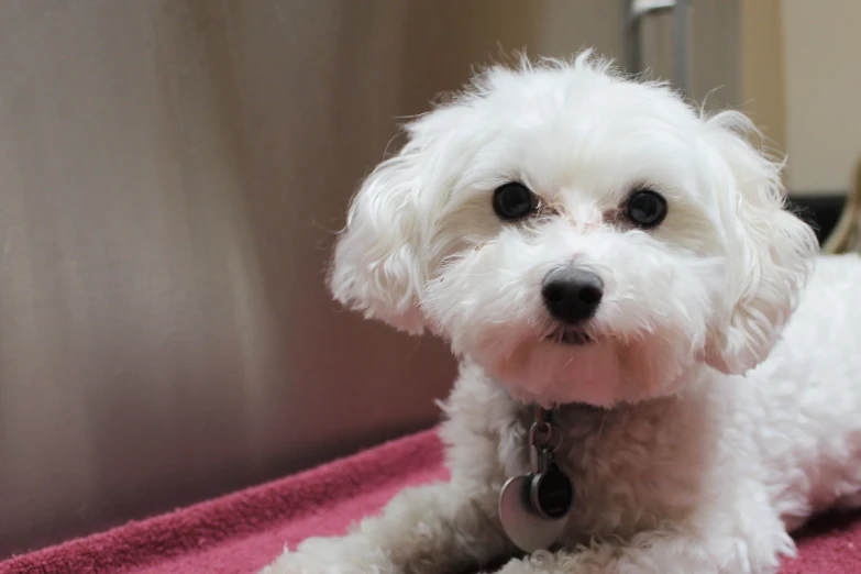 a small white dog laying on top of a bed