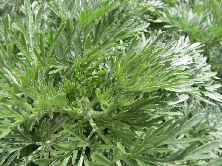 close up of some very pretty green plants