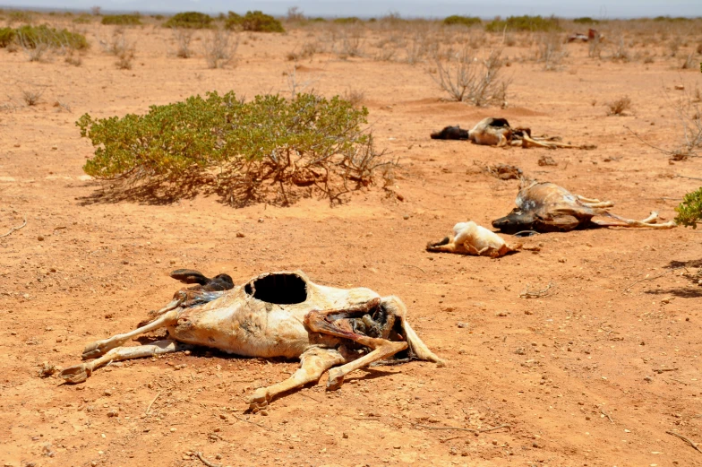 three dead animals laying on a brown desert floor