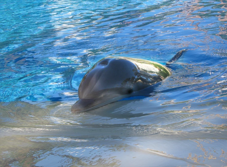 a dolphin swimming in water that is very blue